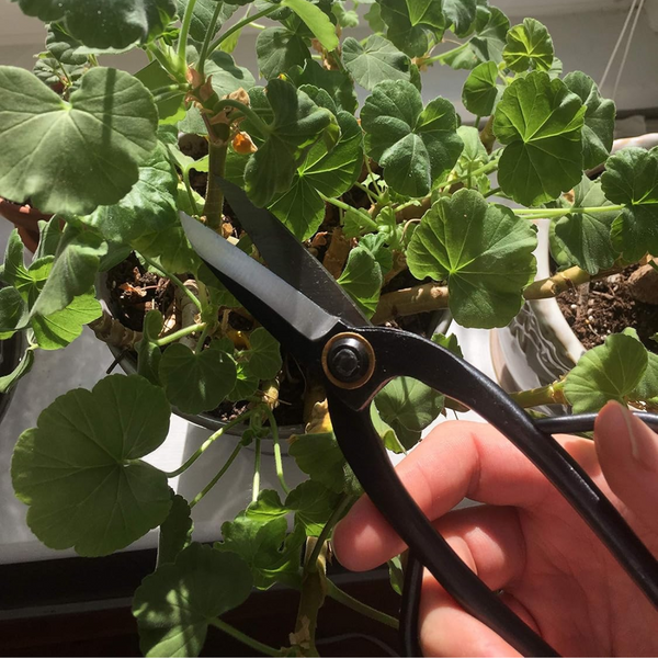 Garden Guru Professional Bonsai Scissors 200mm